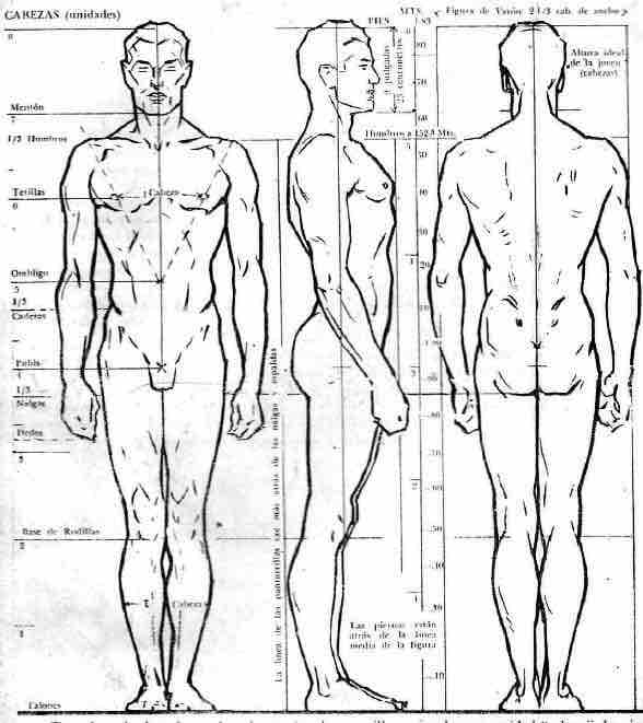 empeorar Ajustarse Defectuoso 🗣️ Las proporciones humanas | ArteEscuela.com