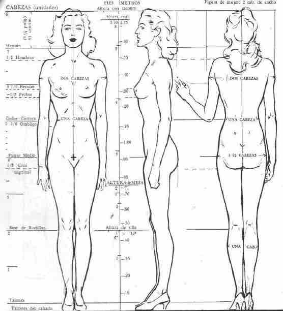 empeorar Ajustarse Defectuoso 🗣️ Las proporciones humanas | ArteEscuela.com