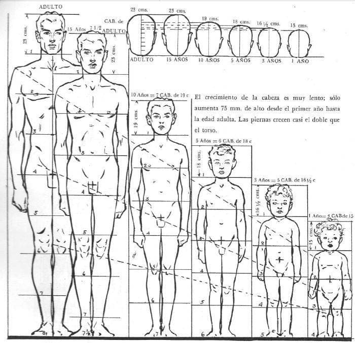 empeorar Ajustarse Defectuoso 🗣️ Las proporciones humanas | ArteEscuela.com