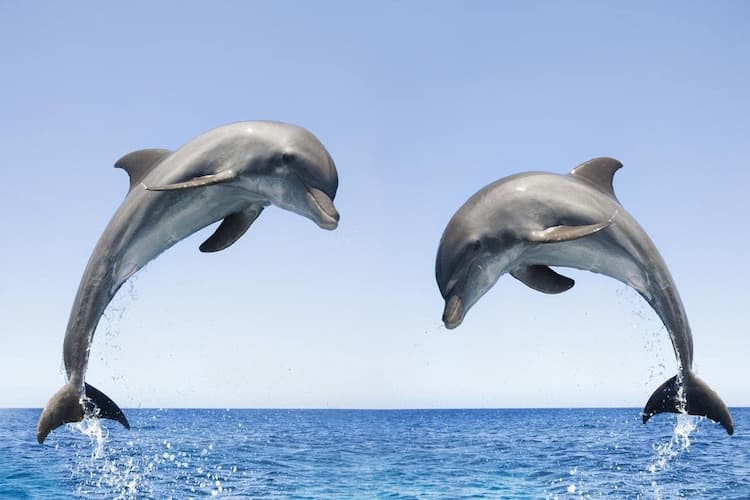 Como dibujar delfines paso a paso