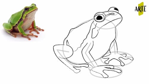 Dibujar paso a paso una rana