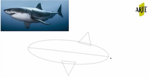 Dibujar tiburon por pasos