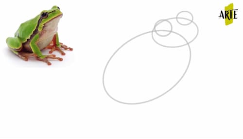 Pasos para dibujar una rana