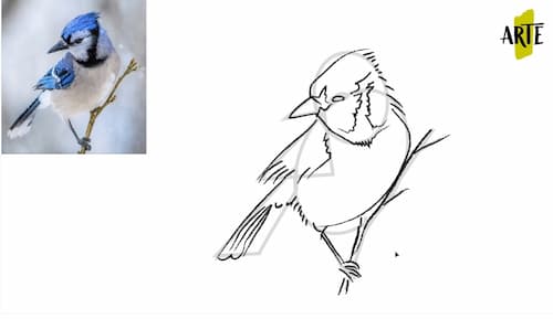 Como Dibujar un Pájaro Paso a Paso