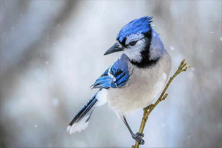 como dibujar un pajaro paso a paso