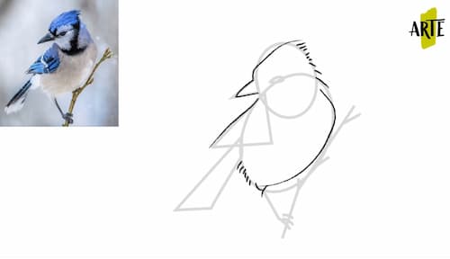 ✓ Como Dibujar un Pájaro Paso a Paso | 👉