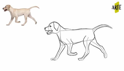  ✓ Como Dibujar un Perro Paso a Paso