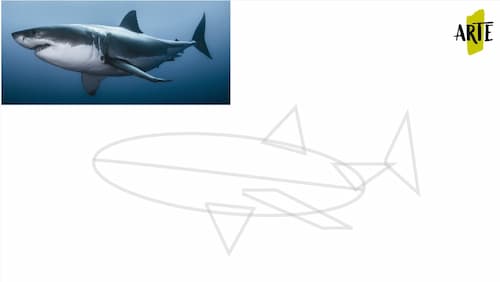 dibujar un tiburon