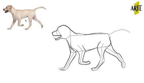 pasos para dibujar un perro