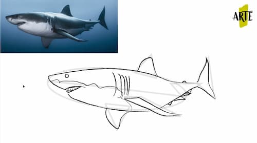 ✓ Como Dibujar un Tiburón Paso a Paso | 👉