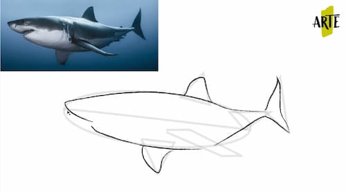 pintar un tiburon
