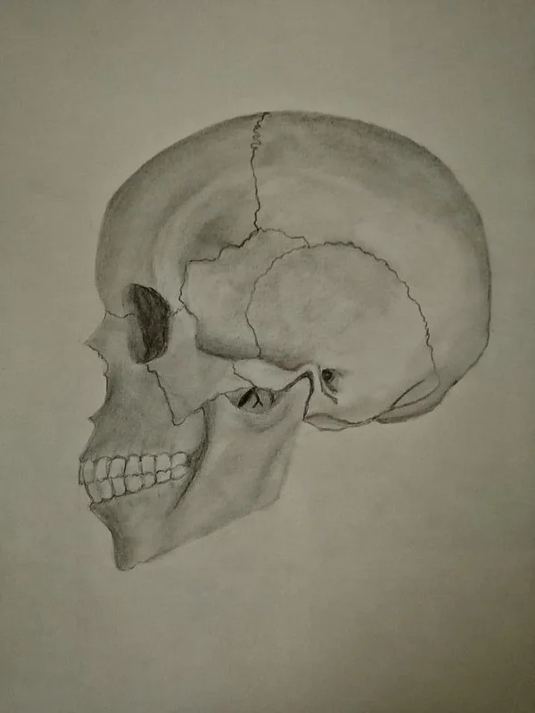 Trabajos de los alumnos Estudio anatómico del cráneo humano realizado por alumnado de ArteEscuela