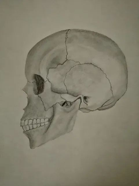 Estudio anatómico del cráneo humano realizado por alumnado de ArteEscuela