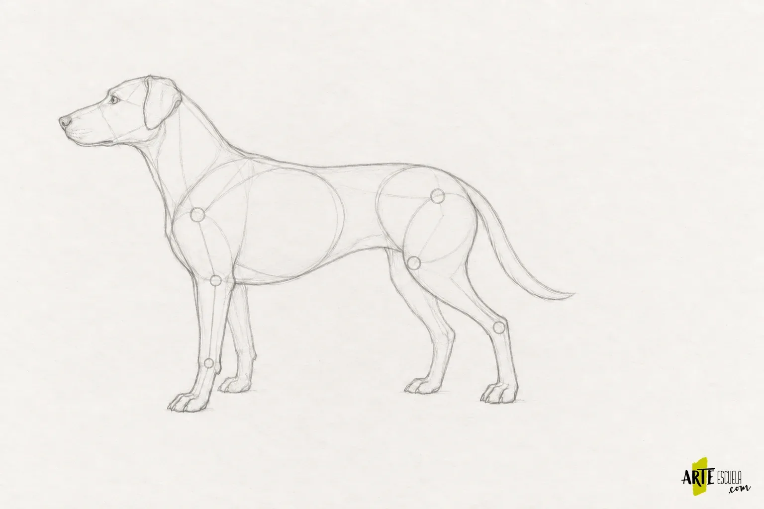 Anatomía animal para dibujar: compara el esqueleto de un mamífero y un ave Encaje lateral de un perro con tórax, pelvis y ejes simples de las patas