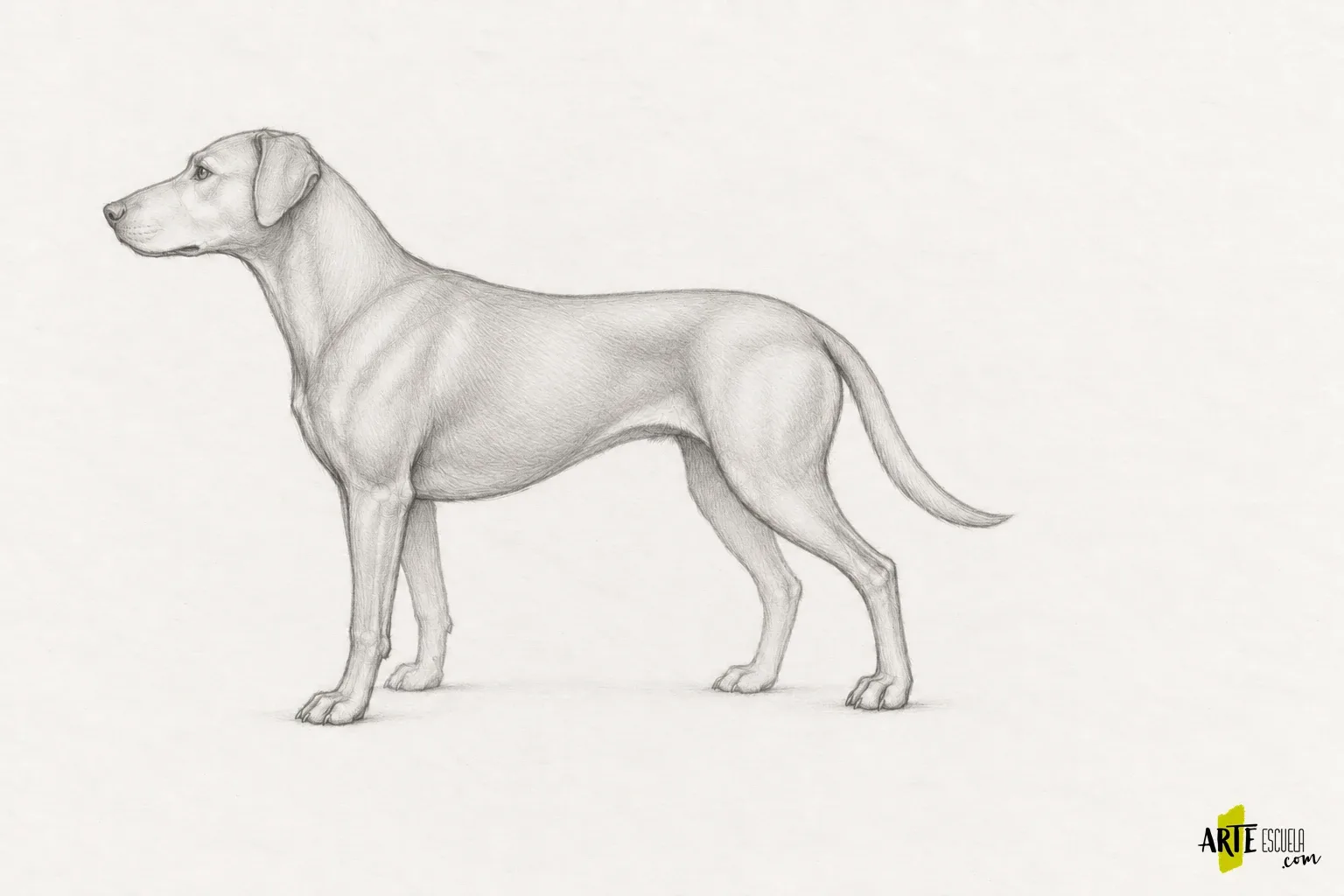 Anatomía animal para dibujar: compara el esqueleto de un mamífero y un ave Perro de perfil modelado a lápiz con patas próximas y lejanas diferenciadas
