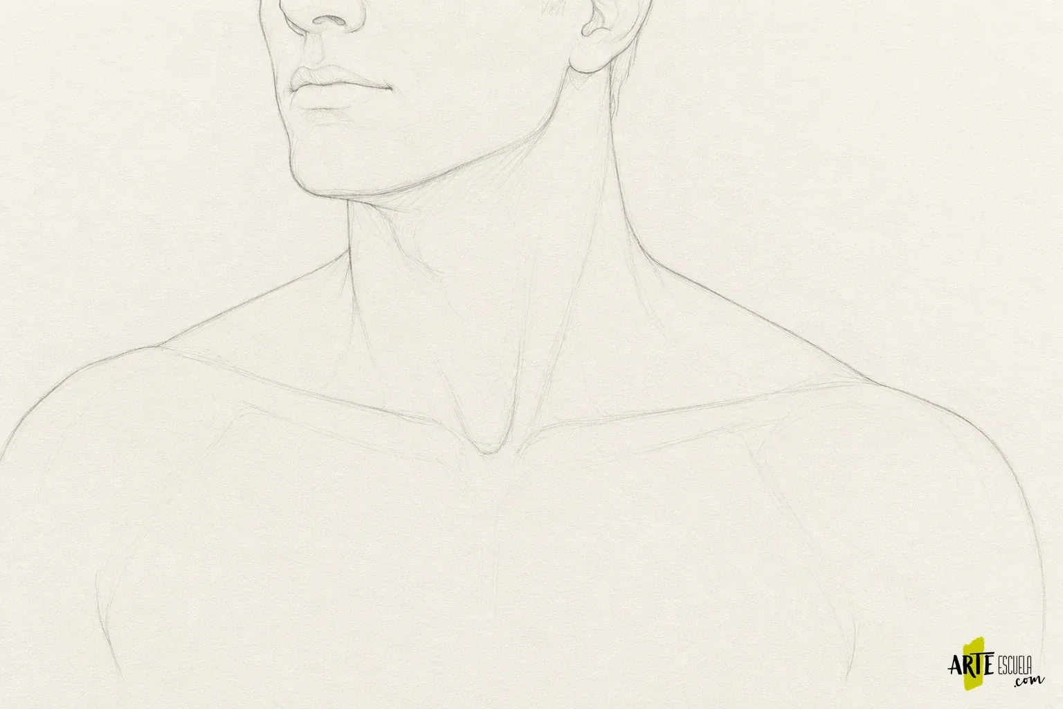 Cuello y hombros en dibujo: cómo unir bien la cabeza al torso Encaje a lápiz de mandíbula, cuello y hombros con clavículas y ejes suaves