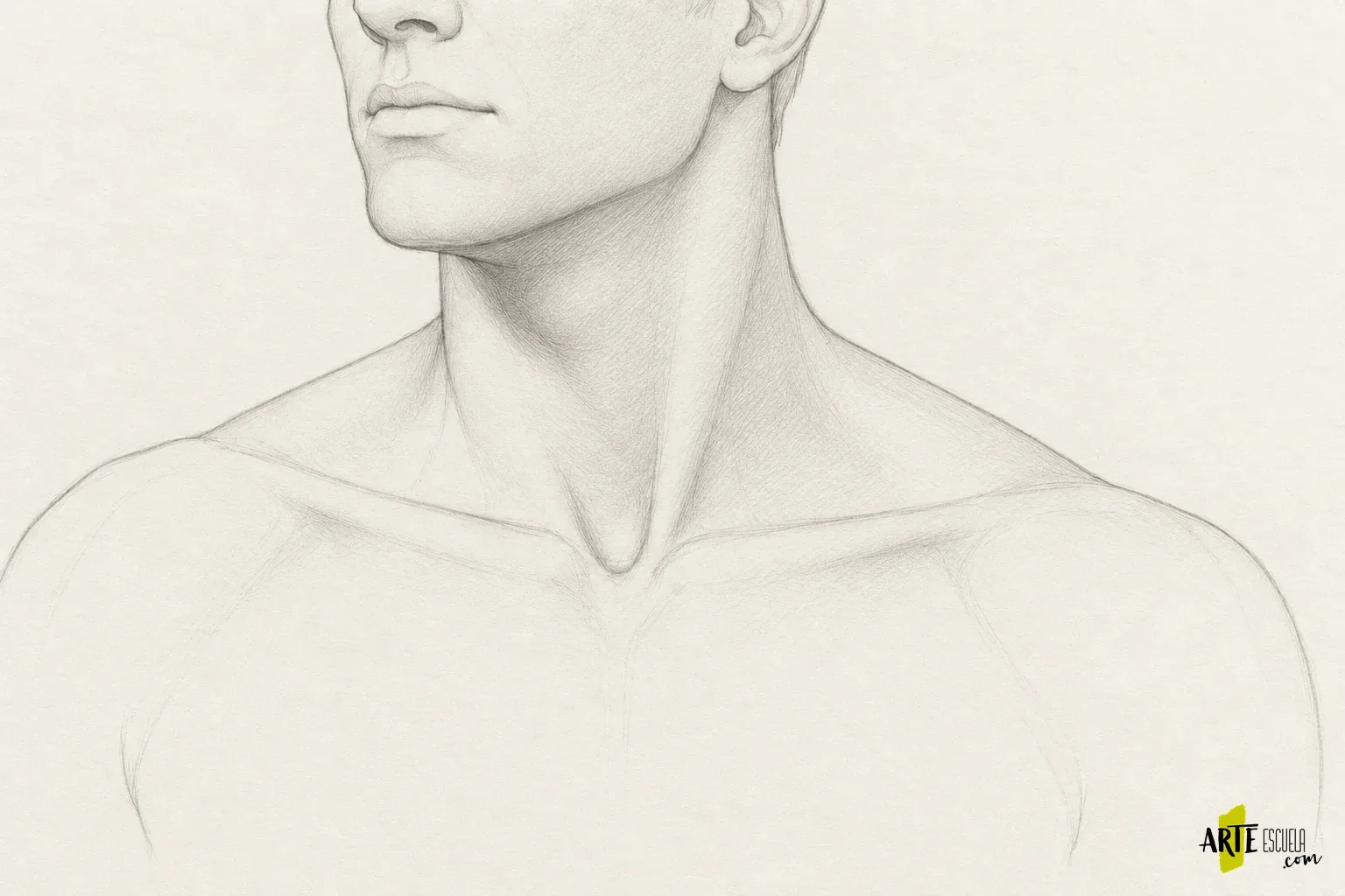 Cuello y hombros en dibujo: cómo unir bien la cabeza al torso Cuello a grafito con sombra bajo la mandíbula y planos laterales integrados hacia las clavículas