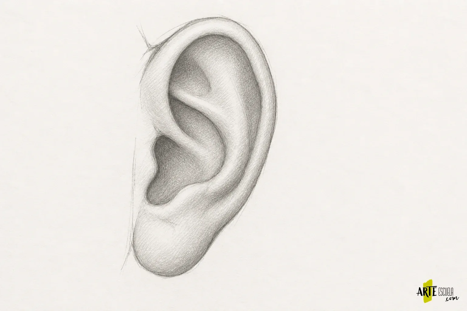 Cómo dibujar orejas de frente y de perfil: relieve antes que detalle Oreja de perfil a grafito con sombras agrupadas en la concha y bajo el reborde exterior
