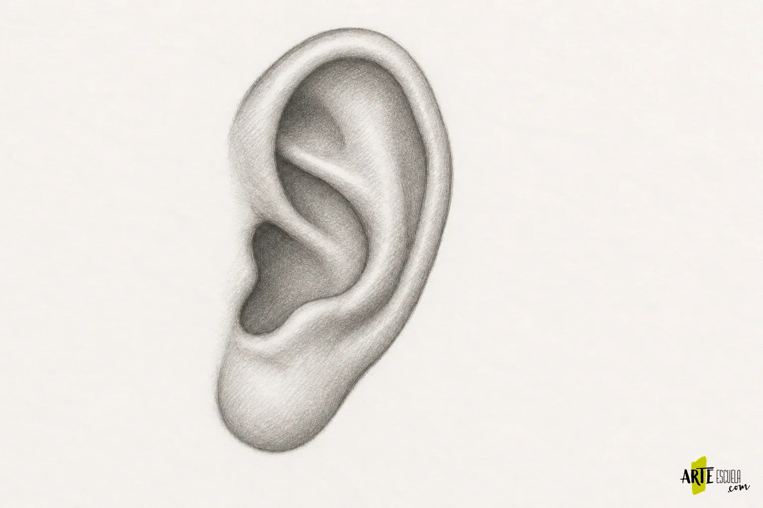 Cómo dibujar orejas de frente y de perfil: relieve antes que detalle Oreja de perfil terminada a lápiz con luces en el hélix y sombras pequeñas que describen su relieve