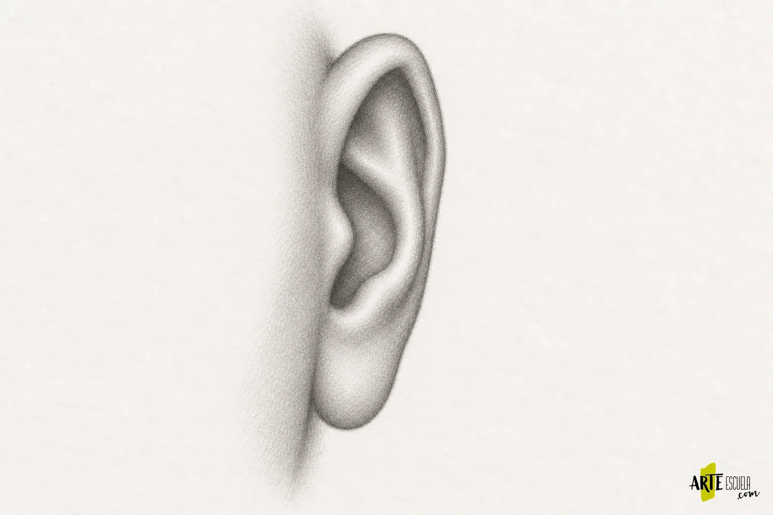 Cómo dibujar orejas de frente y de perfil: relieve antes que detalle Estudio de la misma forma de oreja vista desde el frente, con menor anchura y relieves parcialmente ocultos