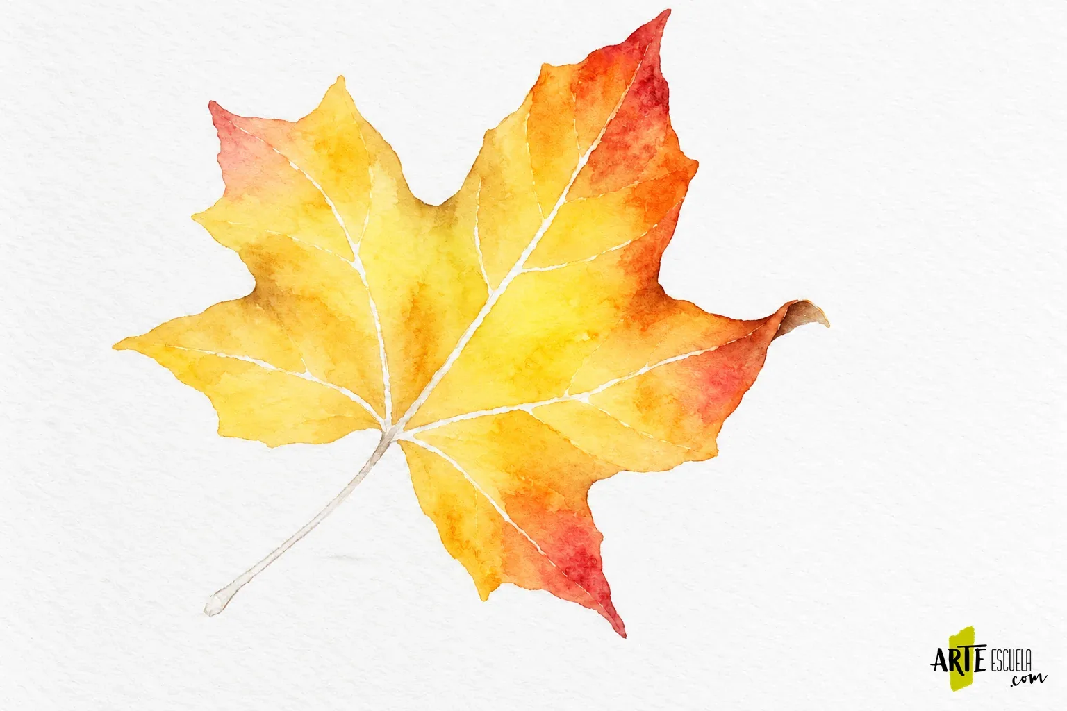 Cómo pintar hojas de otoño con acuarela: manchas, nervios y bordes secos Hoja de otoño con rojos más intensos en las puntas y una sombra marrón en el borde que se curva