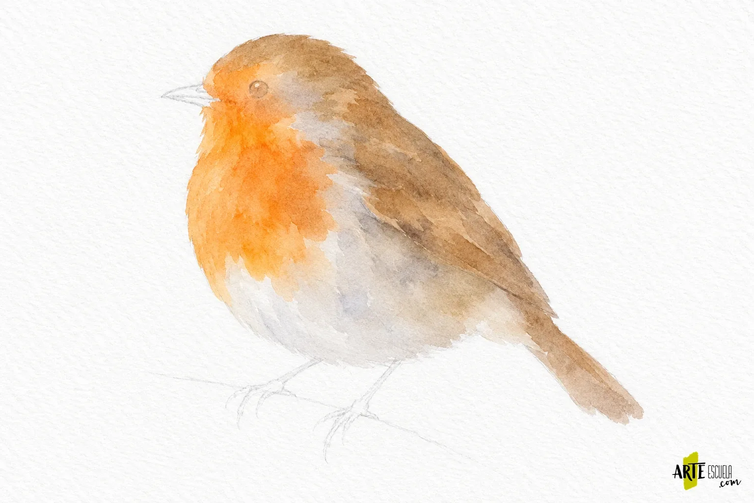 Cómo pintar un pájaro con acuarela: silueta, plumaje y pequeñas reservas Primer lavado transparente de un petirrojo con pecho naranja y espalda parda sobre papel blanco