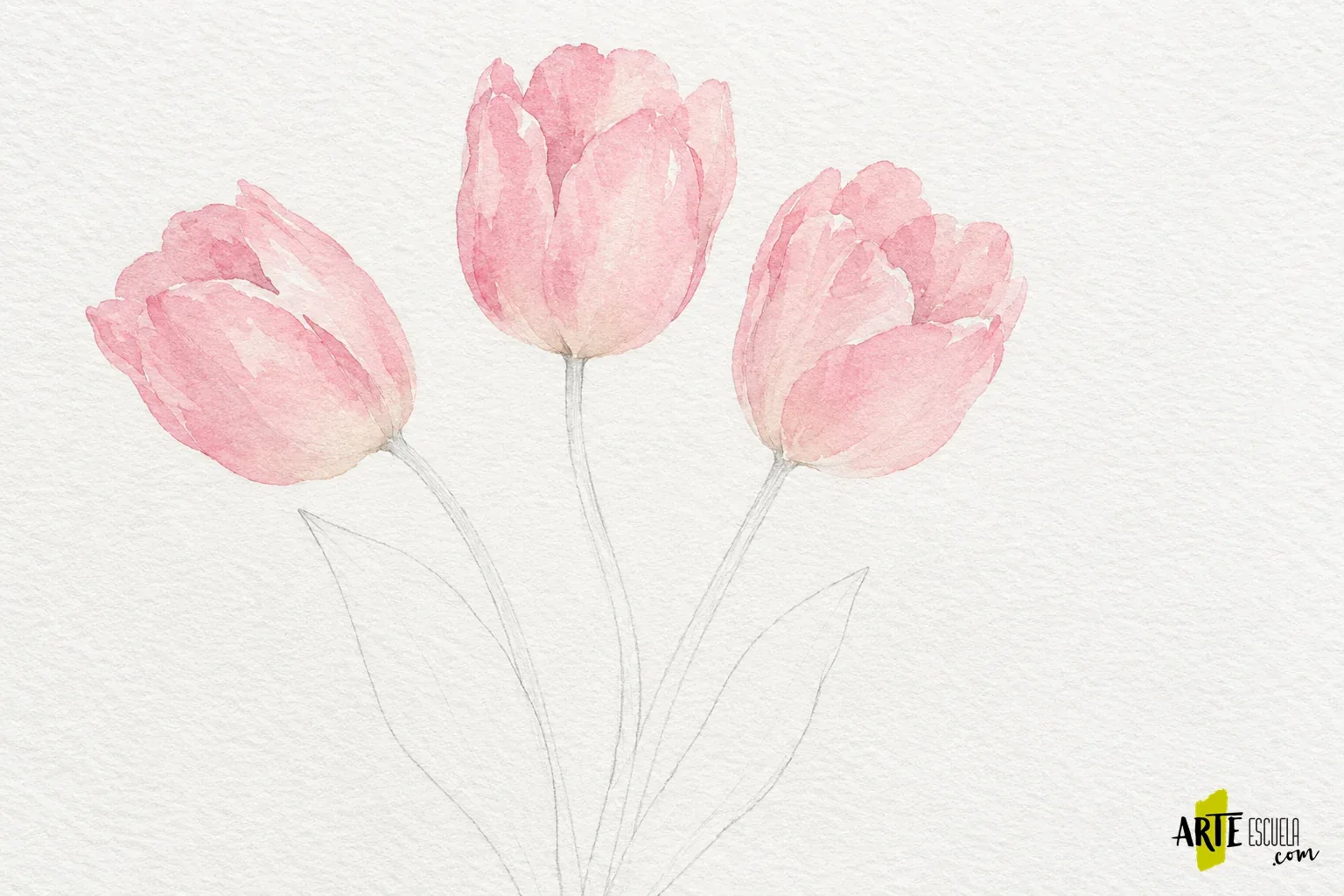 Tres copas de tulipán con un primer lavado rosa claro y los tallos apenas dibujados