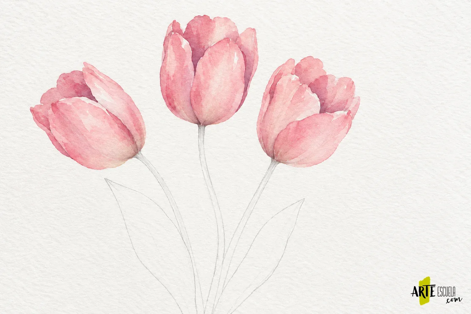 Tulipanes rosas con solapes de pétalos definidos y sombras suaves dentro de cada copa