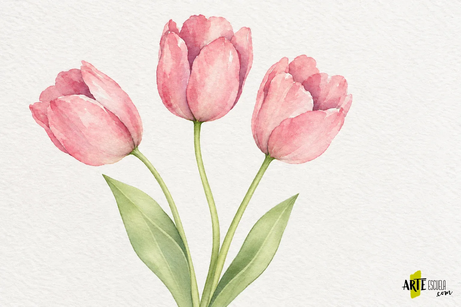 Tres tulipanes rosas terminados con pétalos superpuestos, tallos curvos y hojas verdes alargadas
