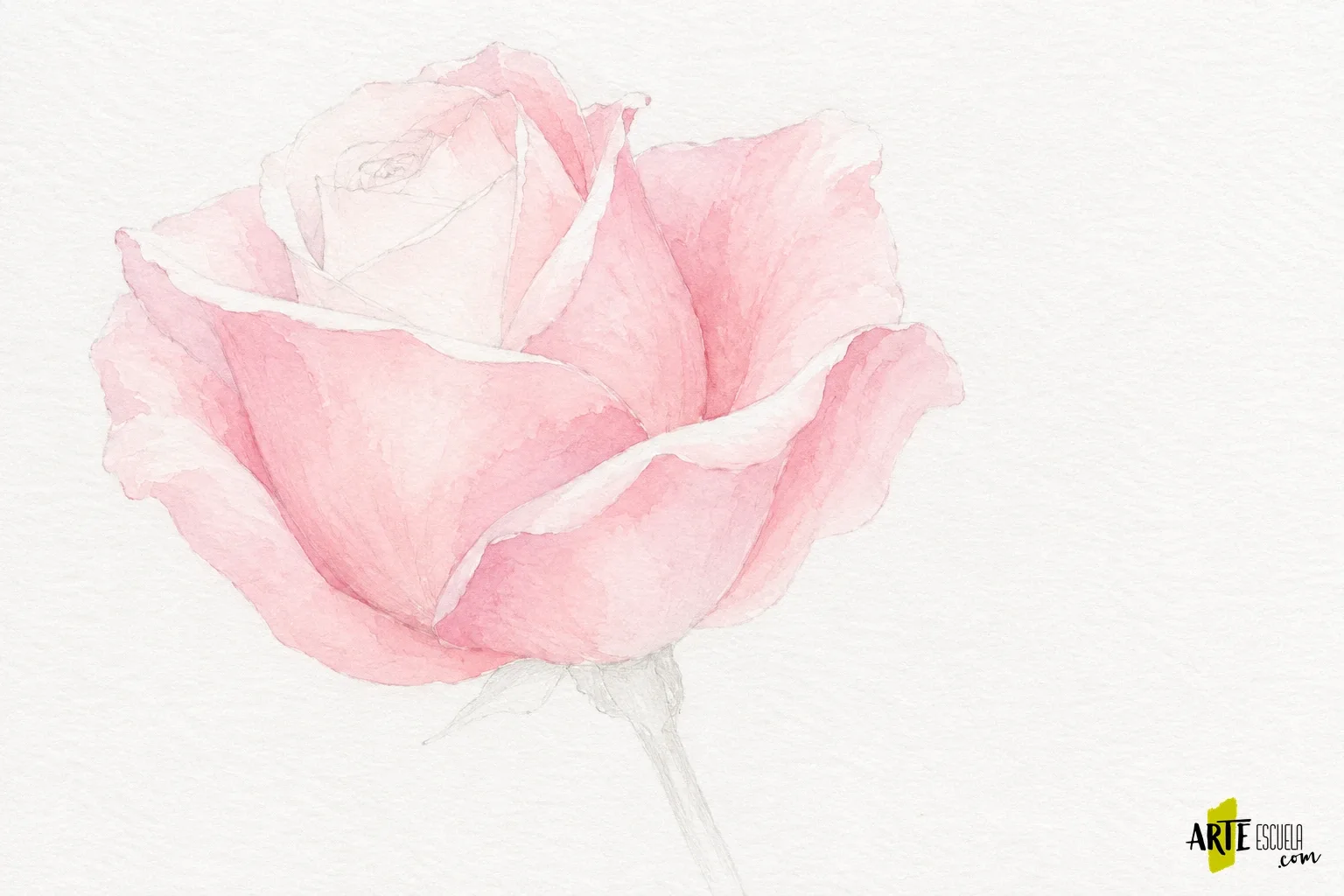 Cómo pintar una rosa con acuarela: pétalos superpuestos sin perder la luz Rosa de perfil con lavados rosados claros y bordes de pétalos reservados en blanco