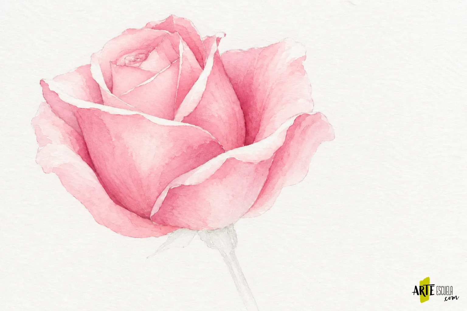 Cómo pintar una rosa con acuarela: pétalos superpuestos sin perder la luz Rosa en acuarela con sombras rosadas medias que separan pétalos delanteros e interiores