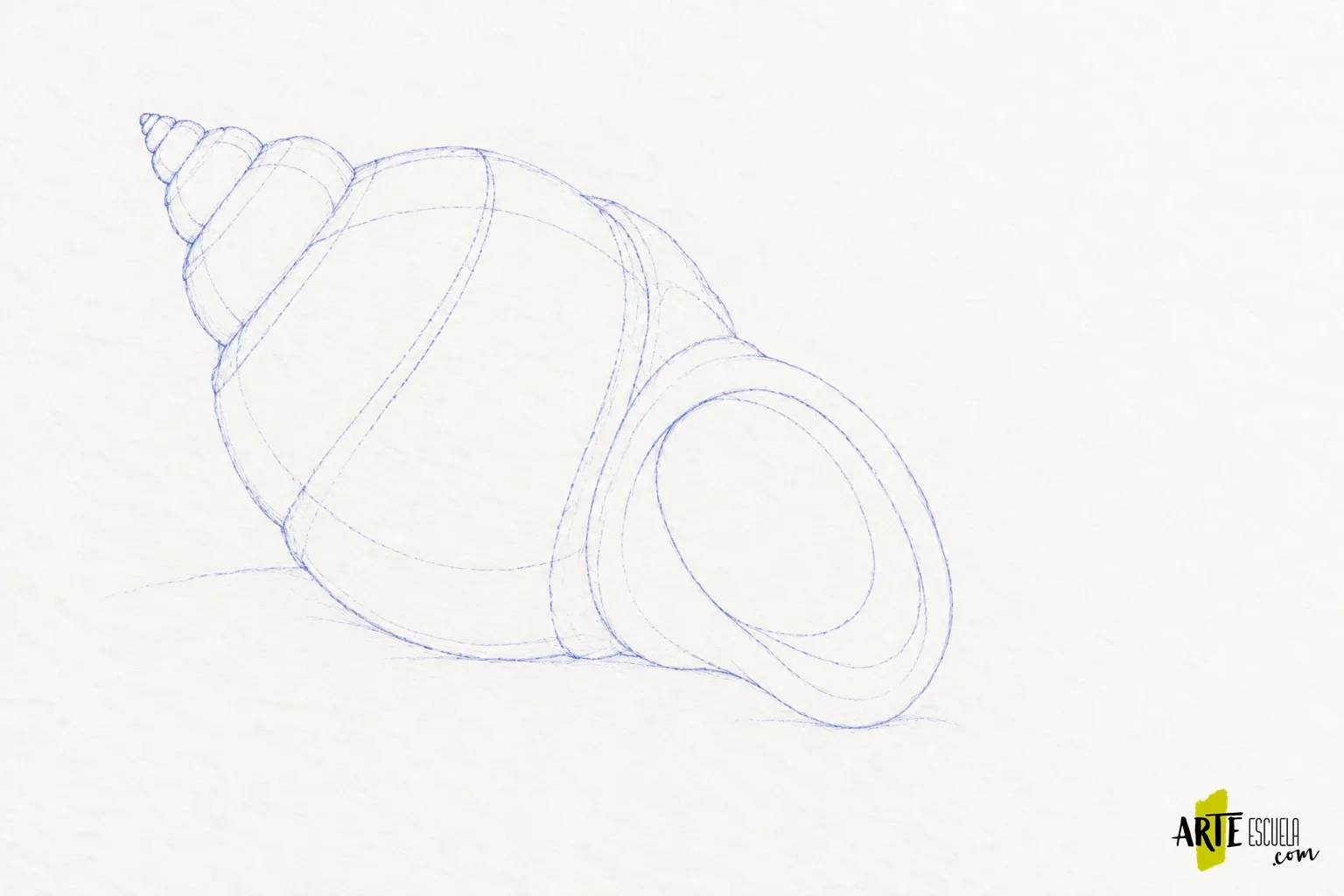 Cómo dibujar con bolígrafo sin borrar: una concha con líneas y valores Encaje azul muy ligero de una concha de espiral con abertura ovalada y labio reservado