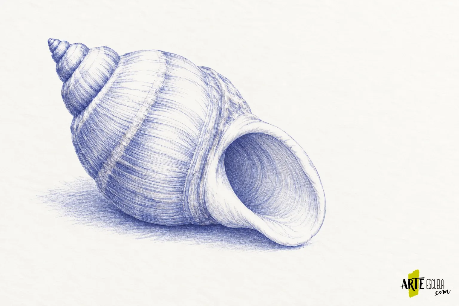 Cómo dibujar con bolígrafo sin borrar: una concha con líneas y valores Concha a bolígrafo azul con primeras capas de líneas curvas y luces amplias sin entintar