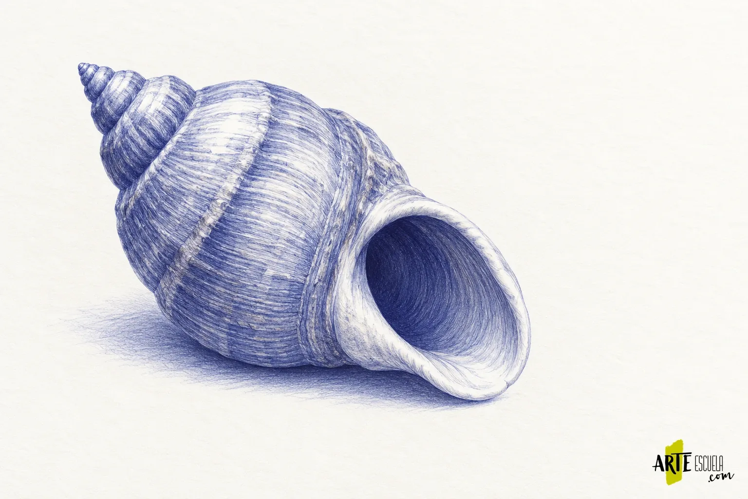 Cómo dibujar con bolígrafo sin borrar: una concha con líneas y valores Concha terminada con bolígrafo azul, abertura profunda y surcos modelados mediante capas de trazos curvos