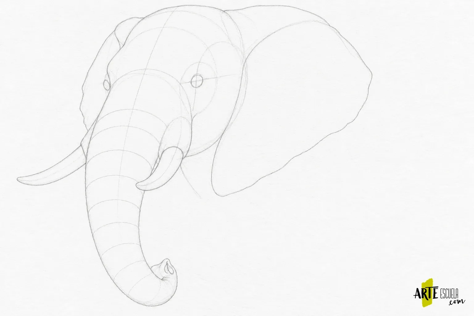 Dibuja un elefante a lápiz: pliegues de piel que envuelven el volumen Encaje de la cabeza de un elefante con orejas, colmillos y trompa curvada, todavía sin arrugas