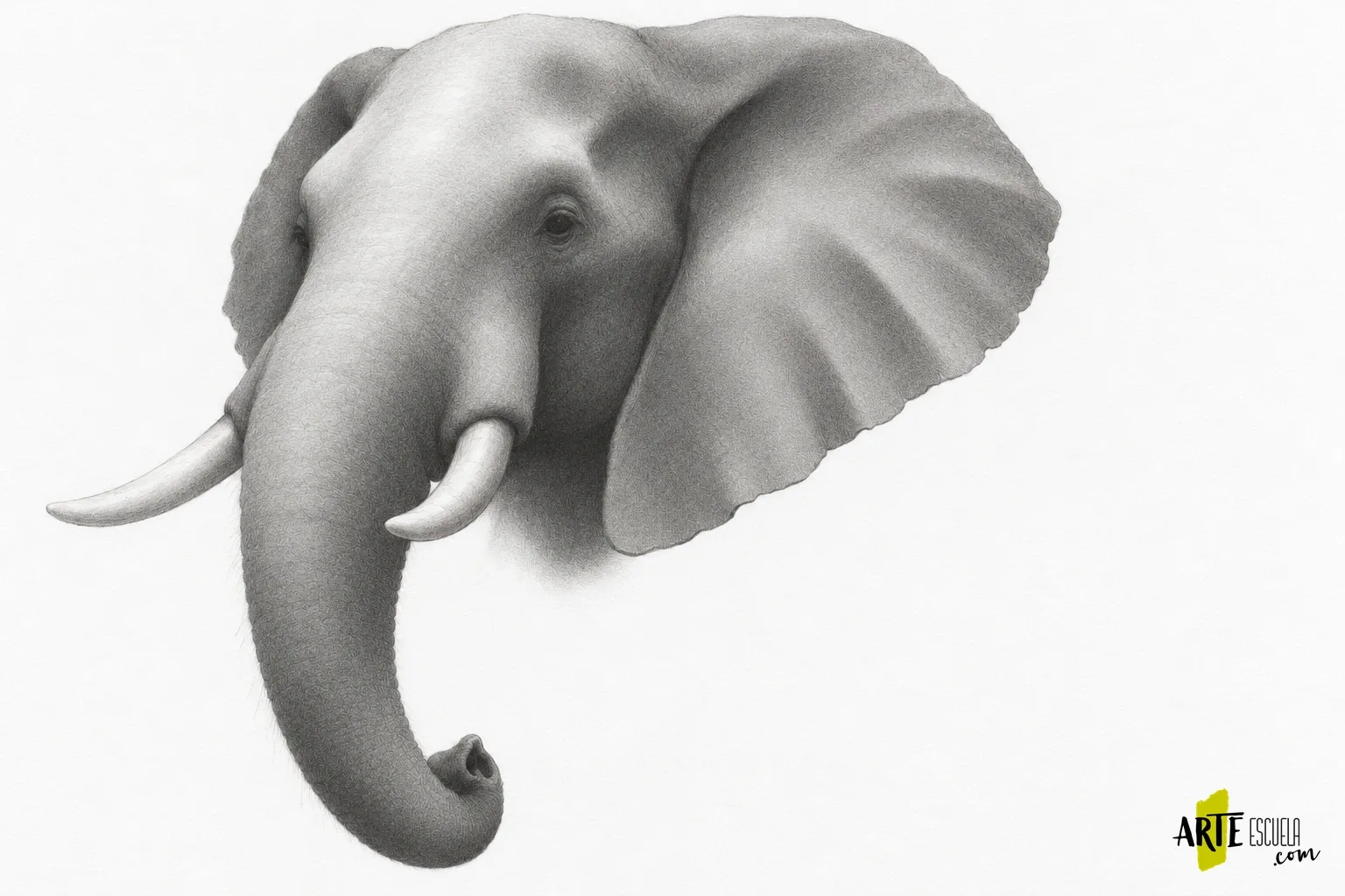Dibuja un elefante a lápiz: pliegues de piel que envuelven el volumen Cabeza de elefante sombreada a grafito con volumen en frente, oreja y trompa antes de añadir textura