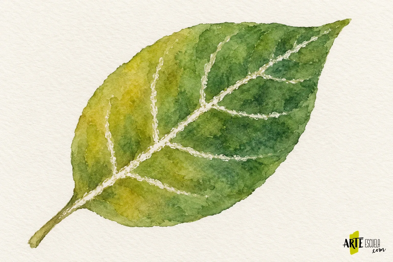 Reservas con cera y acuarela: prueba el rechazo del agua antes de aplicarlo a un dibujo Hoja terminada con acuarela verde, sombras a la derecha y nervios blancos de textura irregular